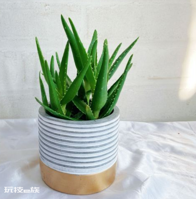 室内植物盆景十大排名(适合干燥的室内养殖的盆栽绿植)-图片8